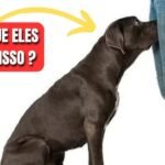 cães