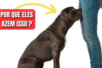 cães