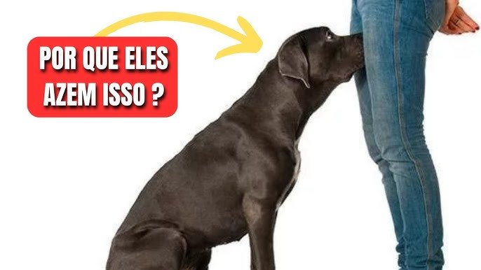 cães