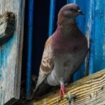 pombo