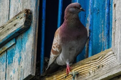 pombo