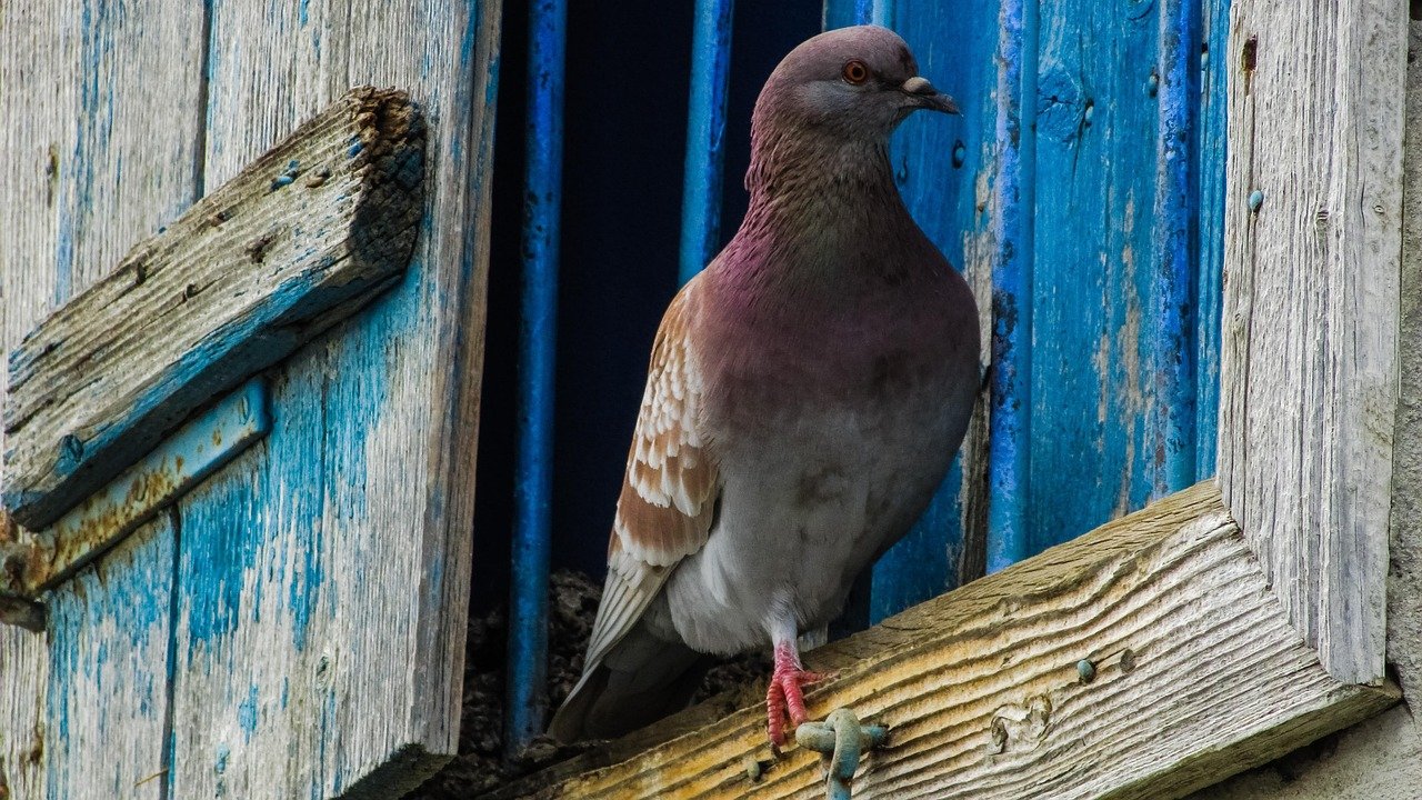pombo